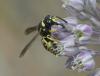 283787 – Photo : Bernard Ginesy – France (13)
